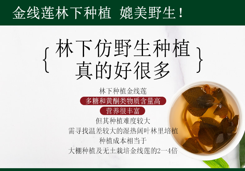 金線蓮林下種植 媲美野生！