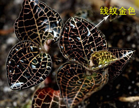 關(guān)于金線(xiàn)蓮