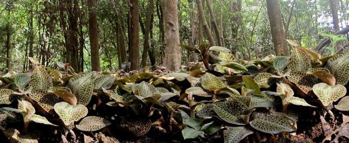 <a href=http://m.xindacpa.com/wiki.html target='_blank'>金線(xiàn)蓮功效</a>