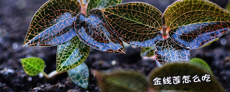 <a href=http://m.xindacpa.com/ target='_blank'>金線蓮</a>怎么吃
