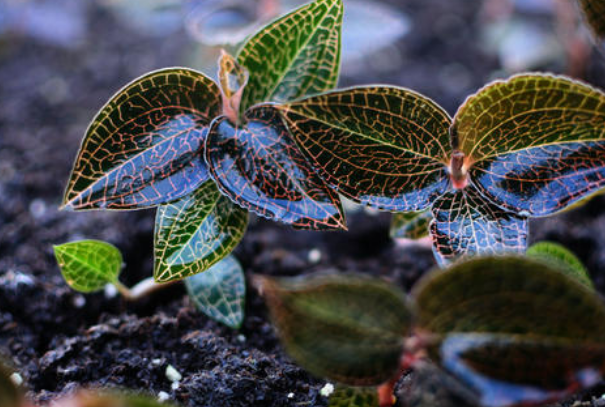 <a href=http://m.xindacpa.com/ target='_blank'>金線蓮</a>可以當(dāng)之無愧地稱為“珍品”，很多人的煲湯首選