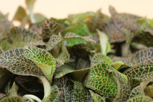 <a href=http://m.xindacpa.com/ target='_blank'>金線蓮</a>可以當(dāng)之無愧地稱為“珍品”，很多人的煲湯首選